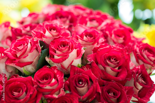 Bouquet of fresh roses  flower bright background  close-up