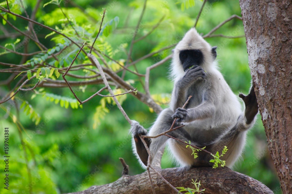 Fototapeta premium Sri Lanka