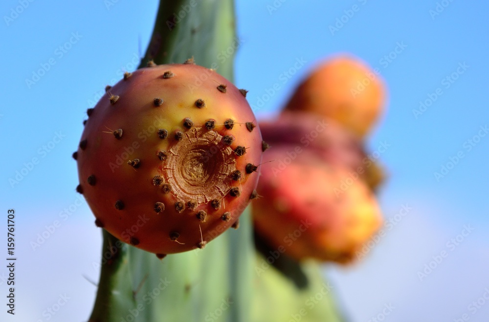 Ripe prickly pear in foreground, exquisite wild fruit Ripe prickly pear in foreground, exquisite wild fruit