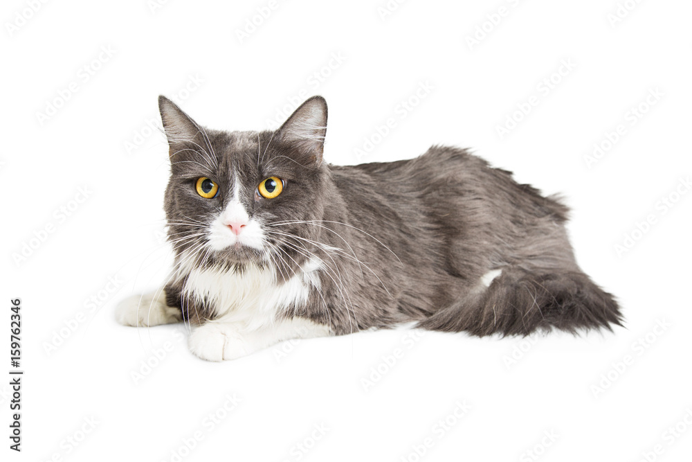 Grey and White Adult Cat With Angry Expression