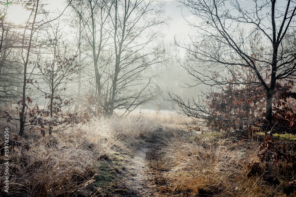A frosty morning on Wimbledon common in winter A frosty morning on Wimbledon common in winter