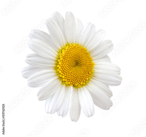 chamomile white flower isolated on white background