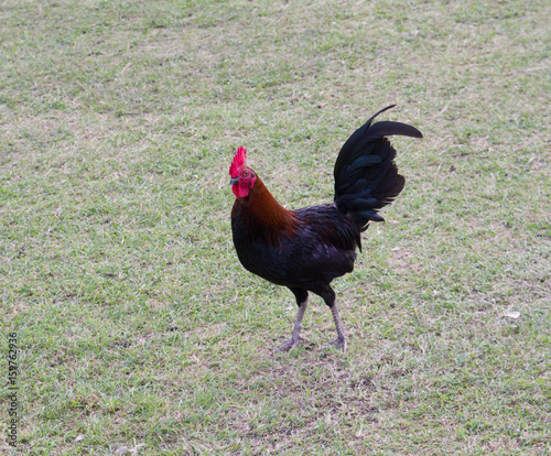 Coq