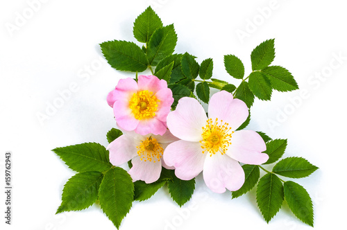 pink wild rose or dogrose flowers with leafs. white background