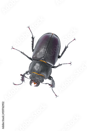 Stag Beetle Bug. Female stag-beetle . Hi resolution studio photography