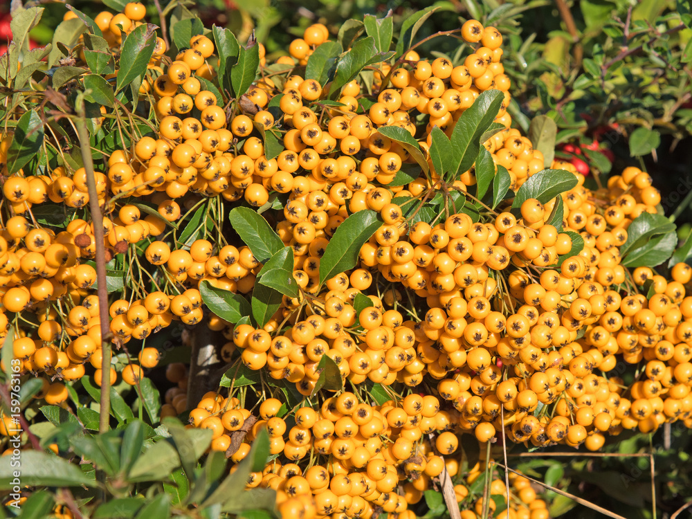Feuerdorn, Pyracantha Feuerdorn, Pyracantha