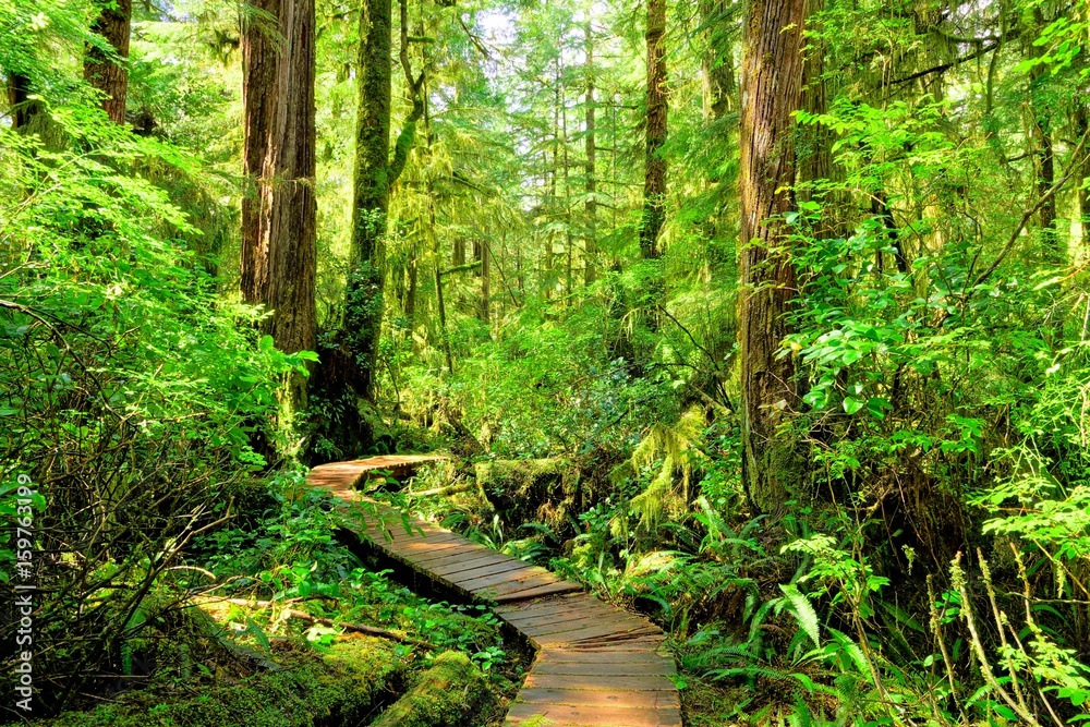 Naklejka premium Szlak turystyczny przez las deszczowy Parku Narodowego Pacific Rim na wyspie Vancouver w Kolumbii Brytyjskiej w Kanadzie