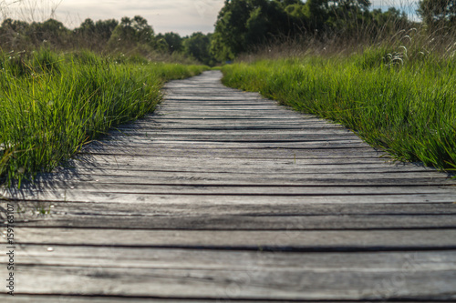 wooden pathway through a swamp in germany