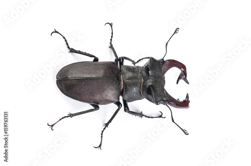Stag Beetle Bug Insect. Male stag-beetle . Hi resolution studio photography
