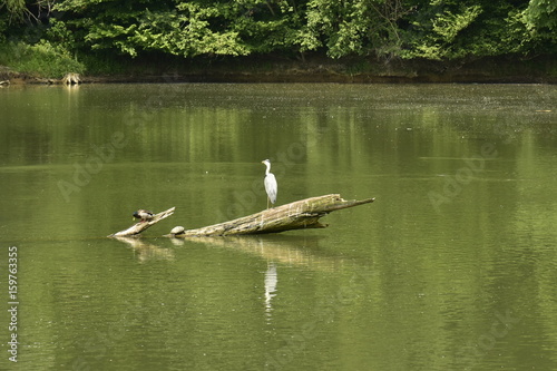 Oiseaux d'eau sur une branche émergeant de l'eau au grand étang du domaine de Mariemont à Morlanwelz  photo