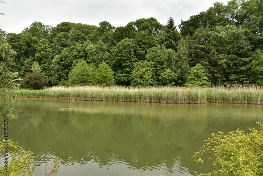 Les roseaux dans le grand étang au domaine de Mariemont à Morlanwelz 