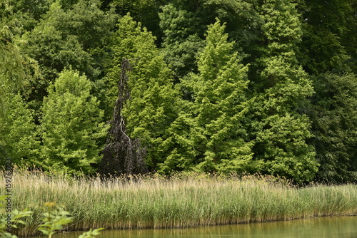 Végétation sauvage le long du grand étang du domaine de Mariemont à Morlanwelz 