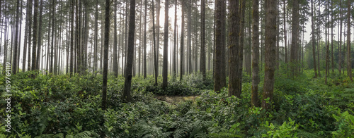 Fototapeta Naklejka Na Ścianę i Meble -  forest panorama