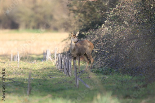 Chevrette à l'orée d'un bosquet