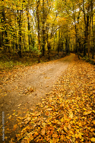 Camino en el otoño