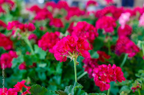 Fototapeta Naklejka Na Ścianę i Meble -  Red Geraniums