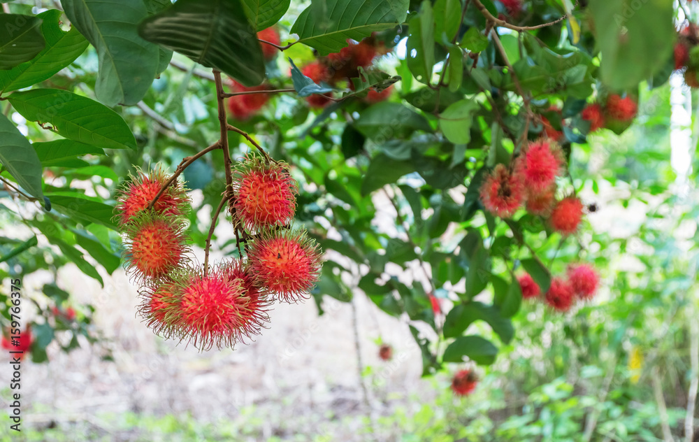 Rambutan on the tree. Rambutan is a tropical fruit, sweet taste.
