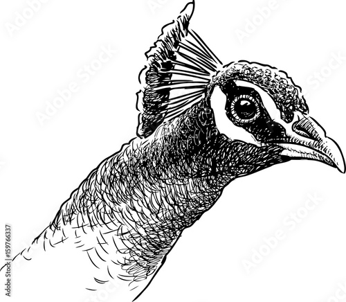 sketch of the head of a peacock