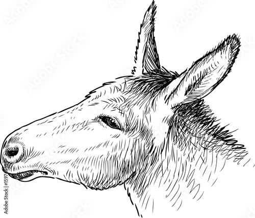 the head of a sad donkey