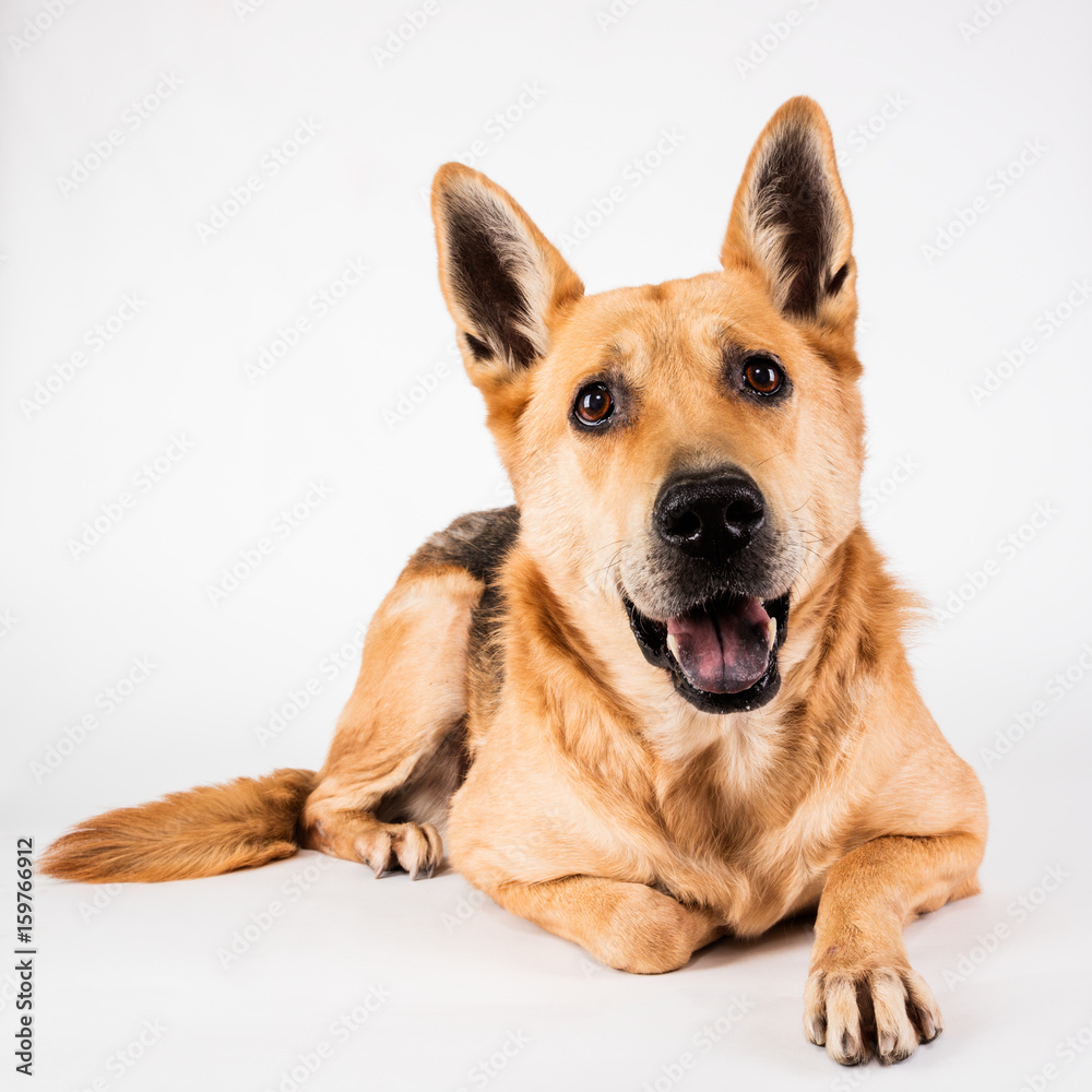 Portrait of a dog laying down on a white seamless background Portrait of a dog laying down on a white seamless background