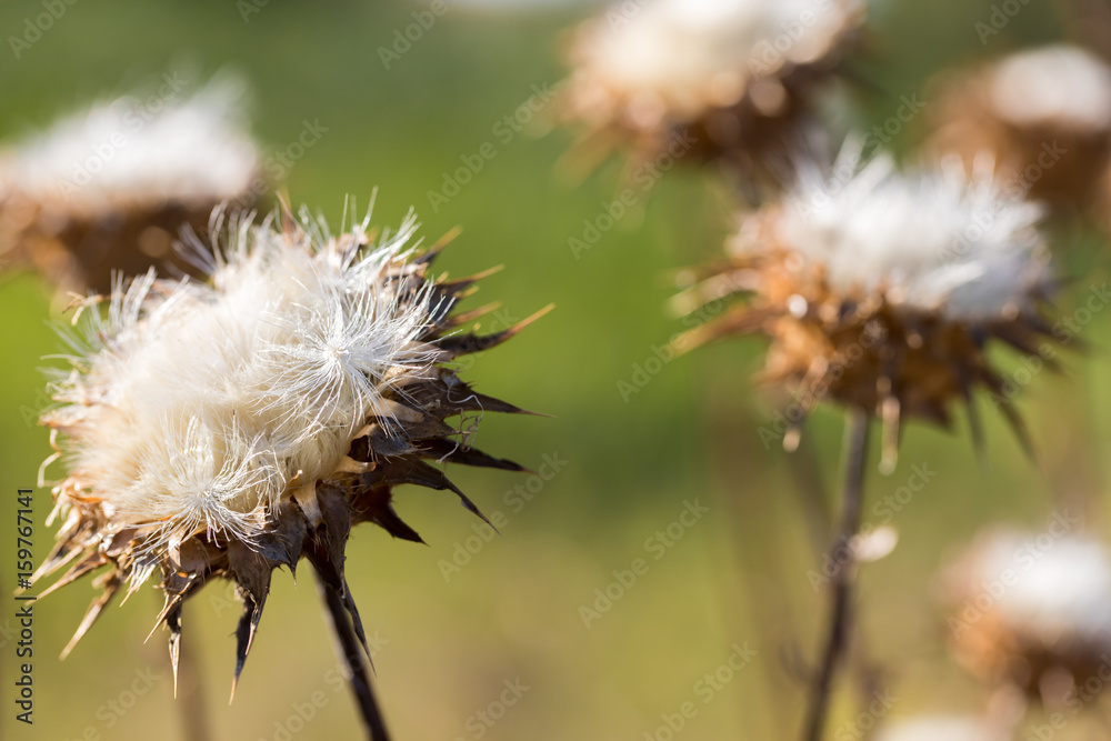 Milk Thistle (Silybum marianum) dried flowers in the summer. Santa Clara County, California, USA. Milk Thistle (Silybum marianum) dried flowers in the summer. Santa Clara County, California, USA.