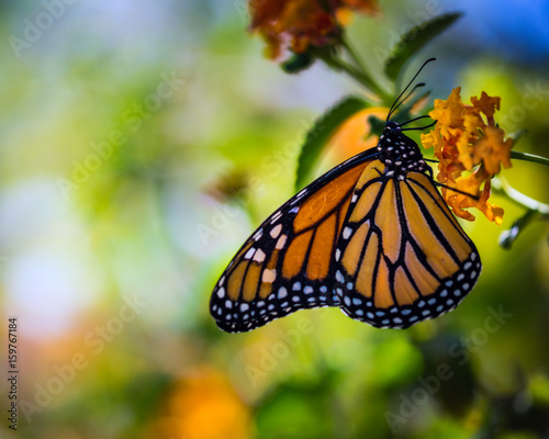 Queen butterfly on a wildflower against blurred background
