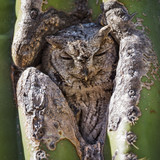 Western screech owl sleeping in a saguaro cactus