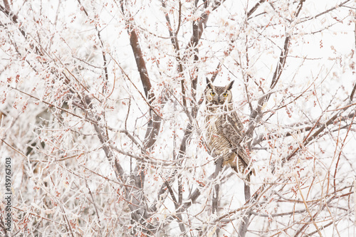 Great horned owl (Bubo virginianus) perching in tree in winter