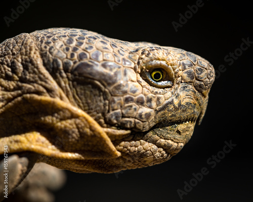 Desert tortoise head in profile