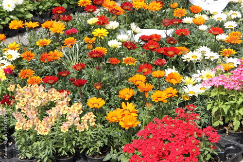 Blumen auf dem Wochenmarkt