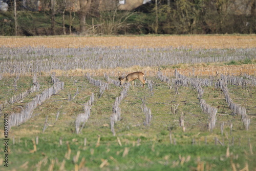 Chevrette au loin