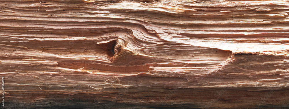 Obraz premium Chopped log. Panorama