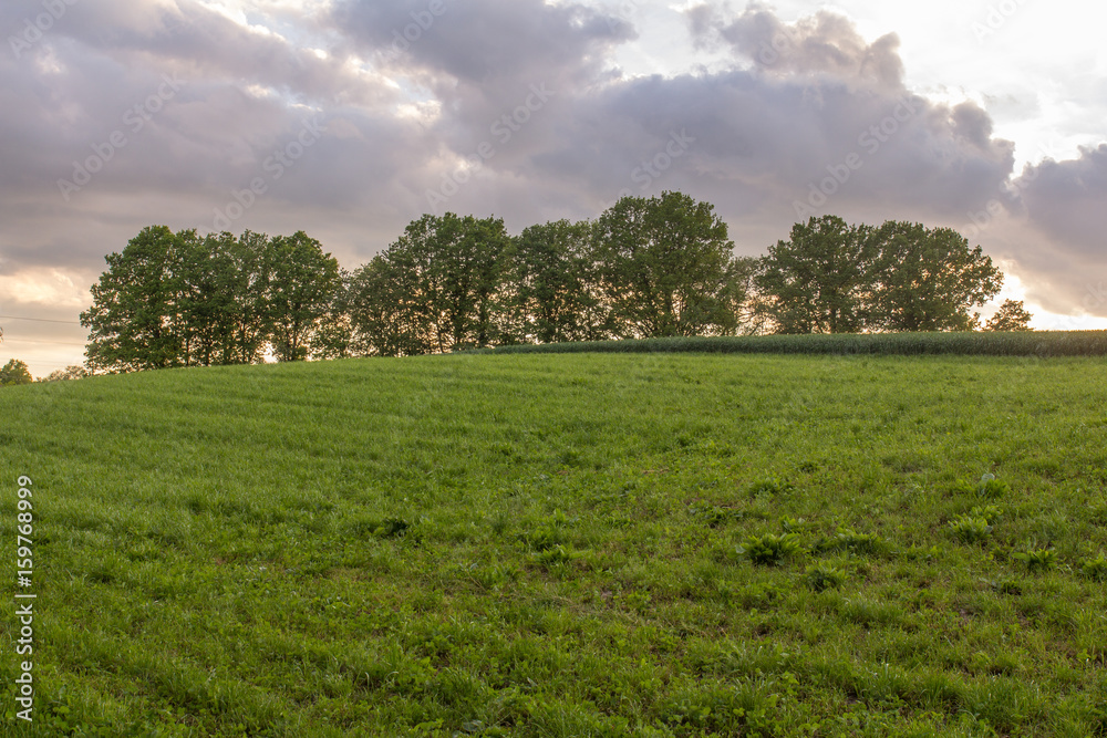 summer landscape