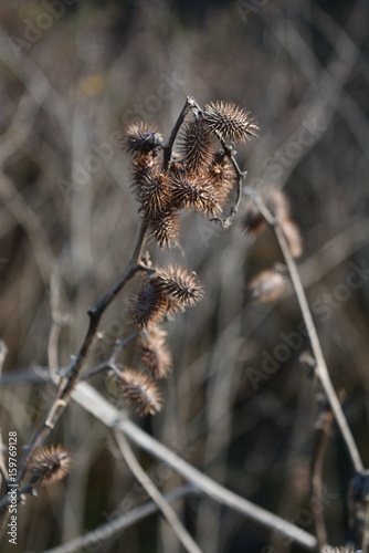 Dry plants with branch with dry nature background