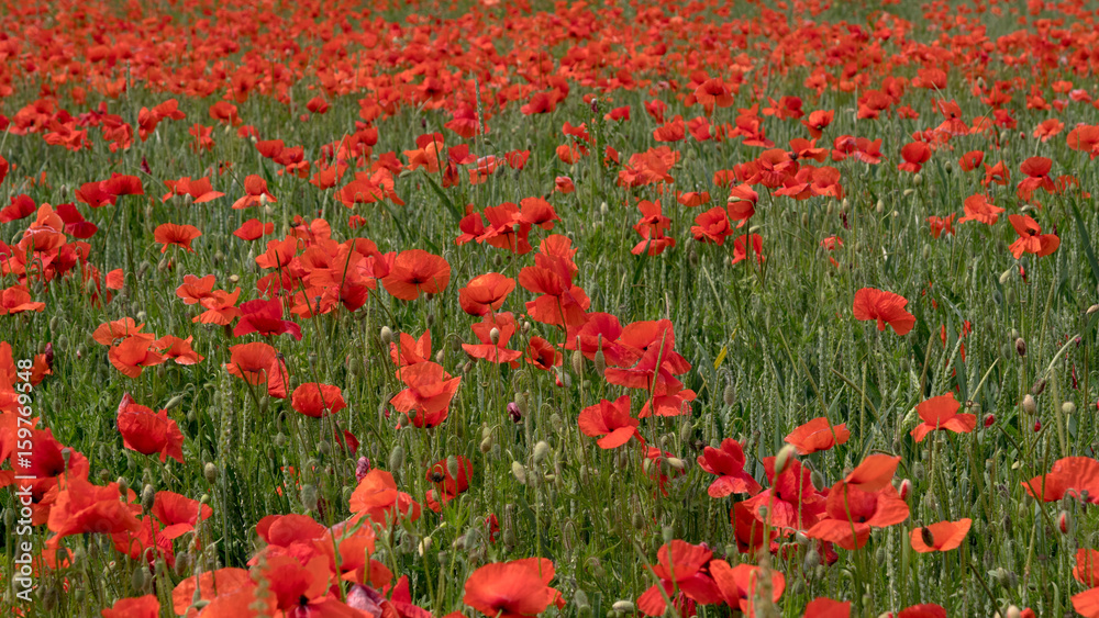 Obraz premium red poppies on the field, big flowers.