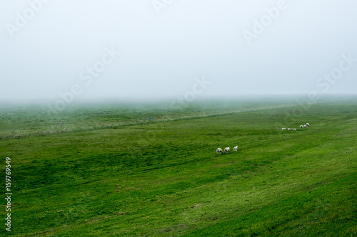 big green field with a foggy environment