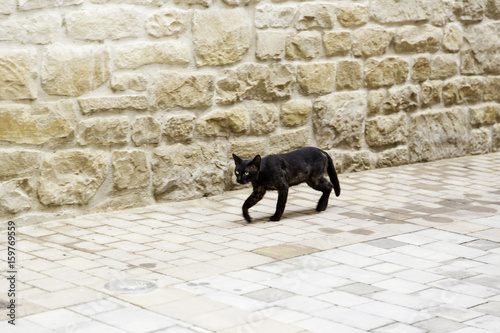 Street abandoned cat