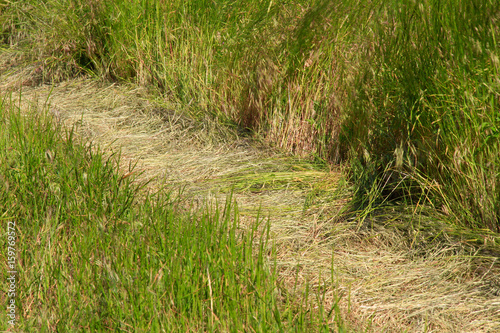 Green glade use as background