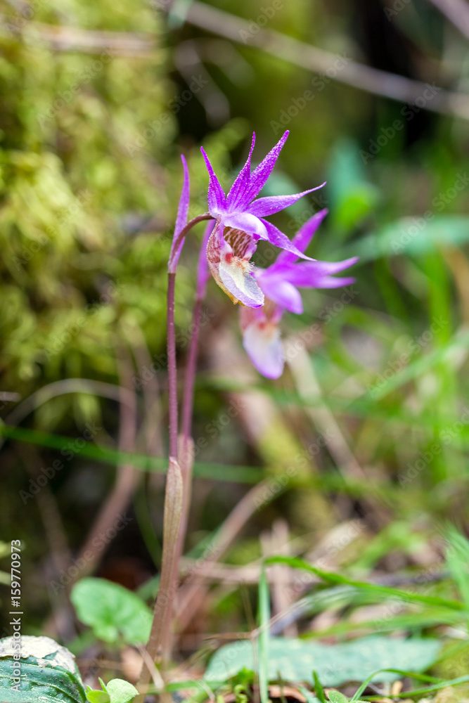 Fairy Slipper Orchid - Calypso bulbosa