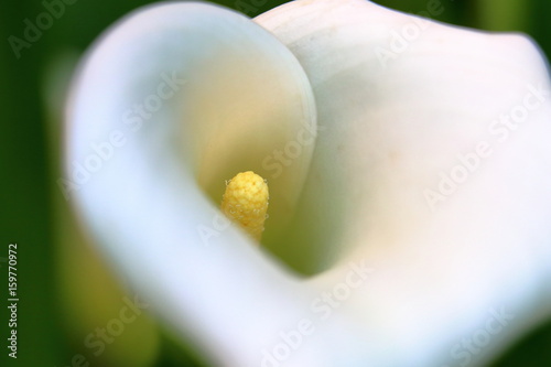 Tableau sur toile Calla bianca