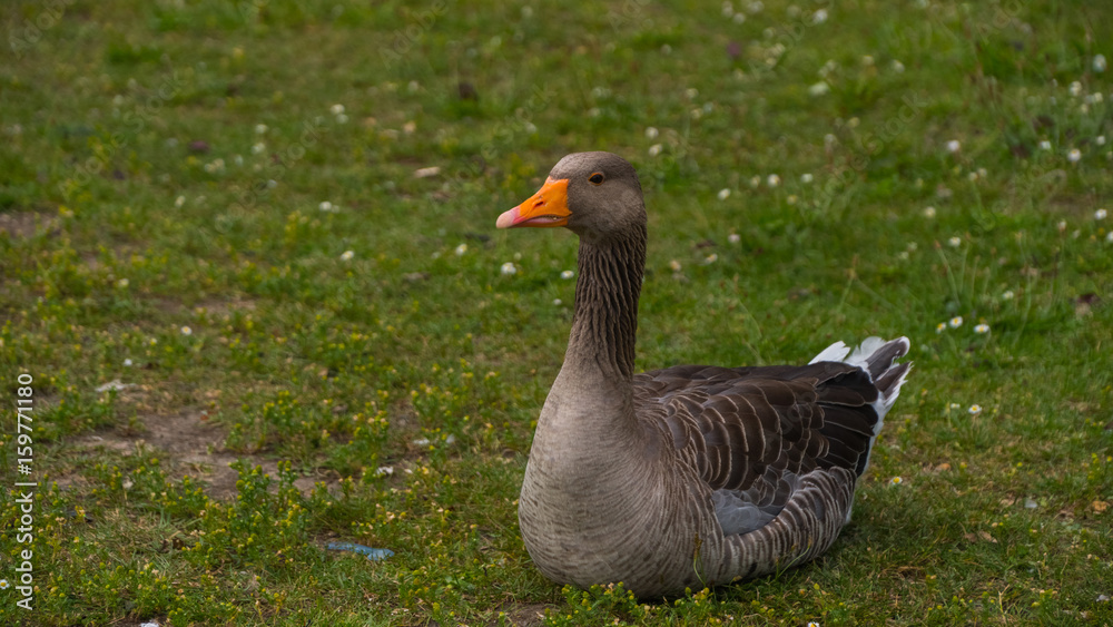 Fototapeta premium Geese grazing on the grass.