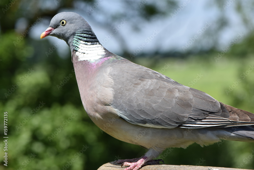 Ringeltaube