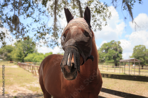 Fototapeta Naklejka Na Ścianę i Meble -  Brown Horse Looking At Camera In Fly Mask