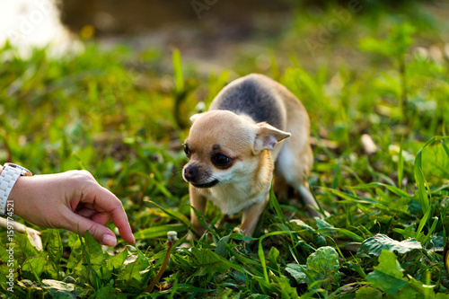 Little scared chihuahua dog on the background of green grass
