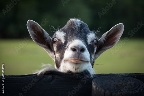 Funny Goat with Chin on Fence