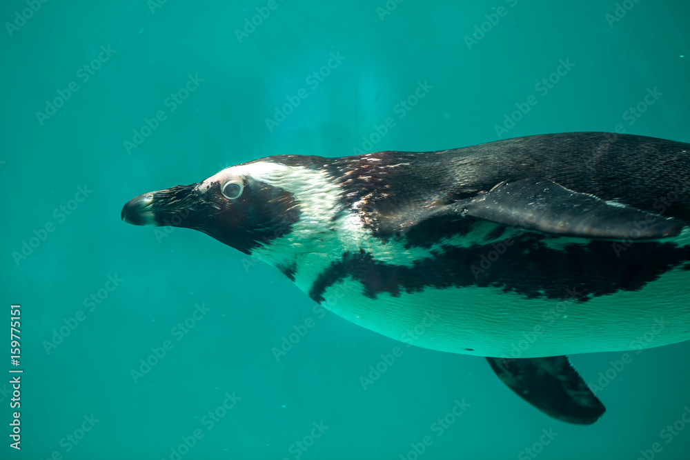 Obraz premium African penguin swims in the water in the Tbilisi zoo, the world of animals