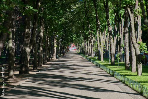 A bright, sunny day in the park, Beautiful trees with green leaves along the alley.