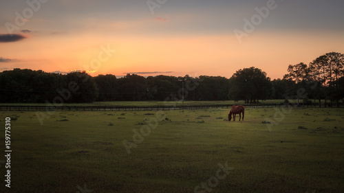 Horse in a Green Field Feeding At Sunset