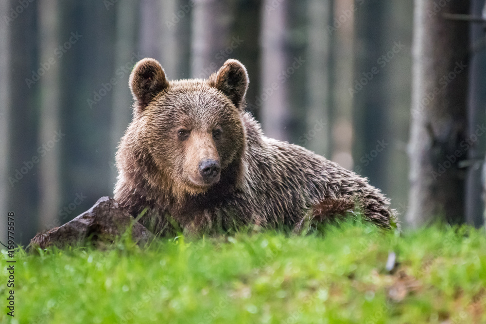 Fototapeta premium Brown bear (Ursus arctos) 
