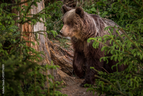 Brown bear  Ursus arctos  